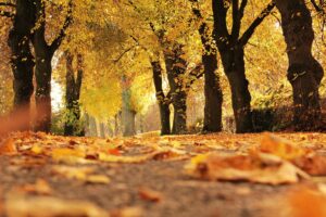 A scenic autumn view with golden leaves covering a forest path under vibrant fall trees.